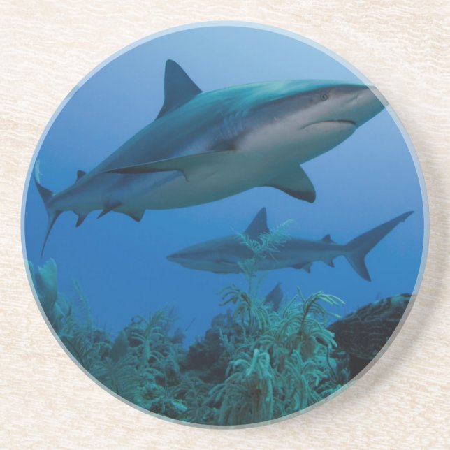 Dessous De Verre En Grès Requin des récifs des Caraïbes Jardines de la Rein (Devant)