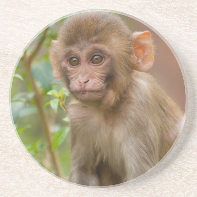Dessous De Verre En Grès Rhesus Monkey Baby, Monkey Temple, Jaipur (Devant)