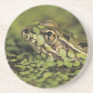 Dessous De Verre En Grès Rio Grande Leopard Frog, Rana berlandieri,