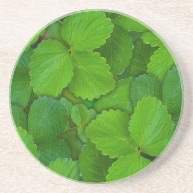 Dessous De Verre En Grès Saint Basil Tulsi Green Mint Feuilles (Devant)