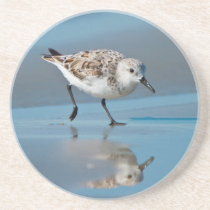 Dessous De Verre En Grès Sanderling (Calidris Albe) Alimentation Sur La Pla