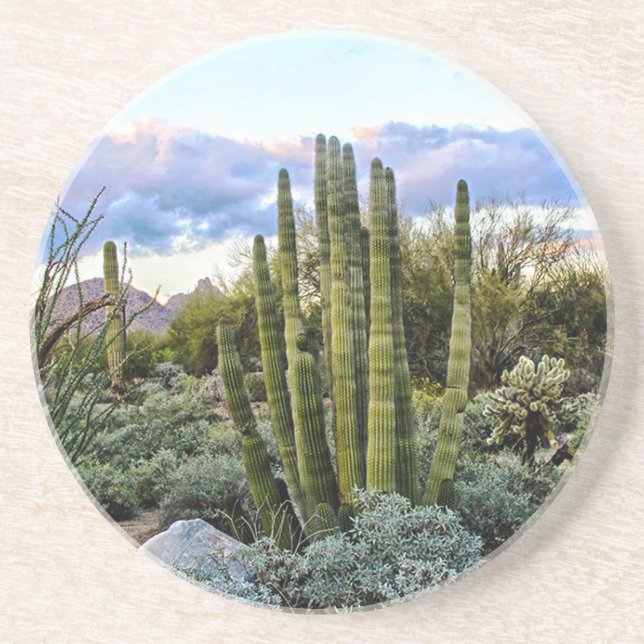 Dessous De Verre En Grès Scottsdale Succulent Sunset (Devant)