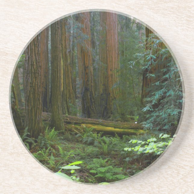 Dessous De Verre En Grès Séquoias de Muir Woods National Monument (Devant)