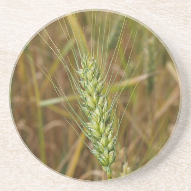 Dessous De Verre En Grès Série agricole — blé barbu en GA (Devant)
