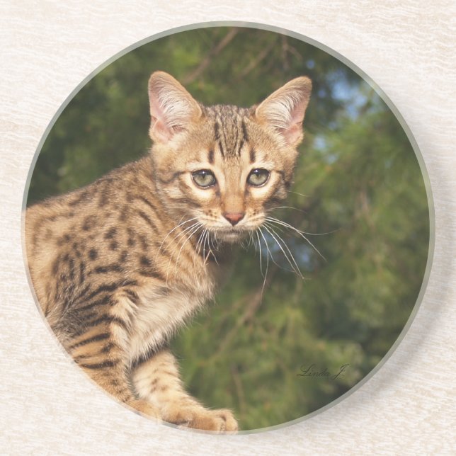 Dessous De Verre En Grès Série de chats — Serval Savannah Chat—Dessous de v (Devant)