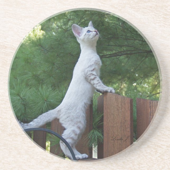 Dessous De Verre En Grès Série de chats — Serval Savannah Chat—Dessous de v (Devant)