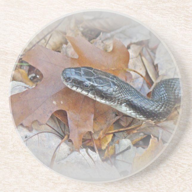 Dessous De Verre En Grès Serpent de rat noir - Elaphe obsoleta obsoleta (Devant)