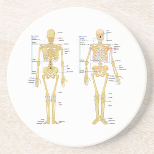 Dessous De Verre En Grès Squelette humain marqué diagramme d'anatomie