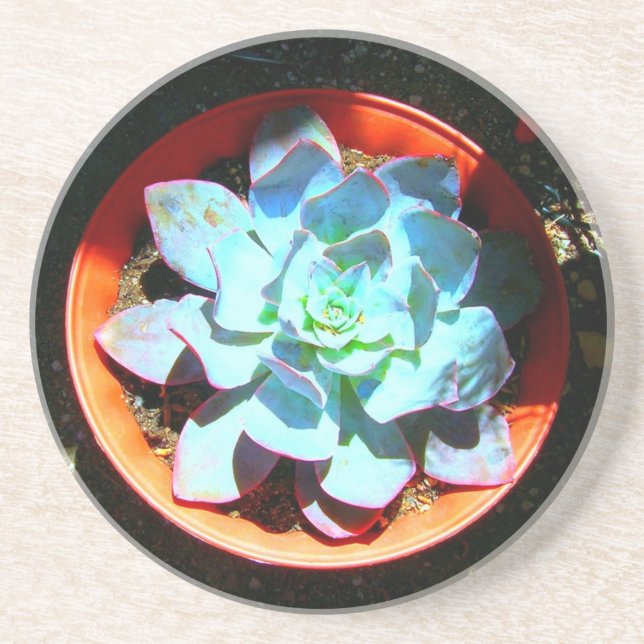 Dessous De Verre En Grès Succulent d'usine de désert d'Echeveria (Devant)