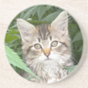 Dessous De Verre En Grès Tabby Kitten