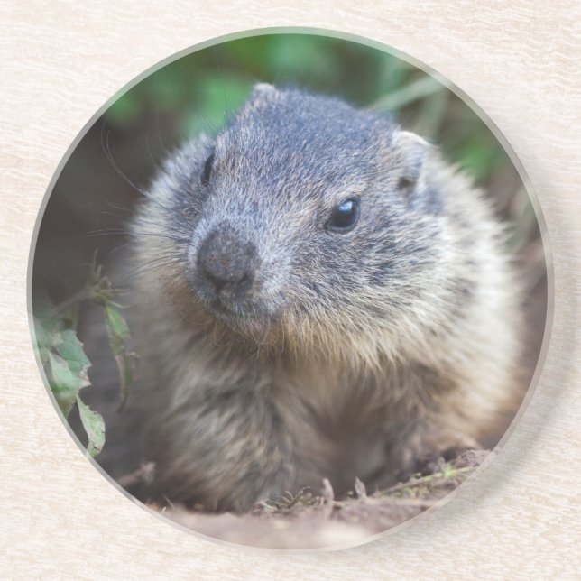 Dessous De Verre En Grès Tapis de bébé marmotte curieuse (Devant)
