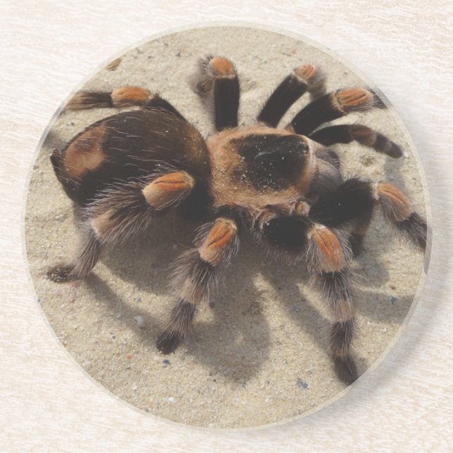 Dessous De Verre En Grès Tarantula brachypelma rouge genou toxique (Devant)
