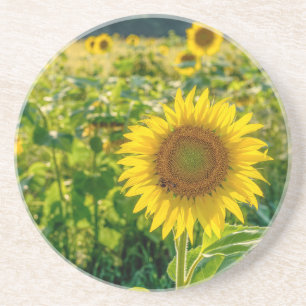 Dessous De Verre En Grès Terrain de tournesol doré