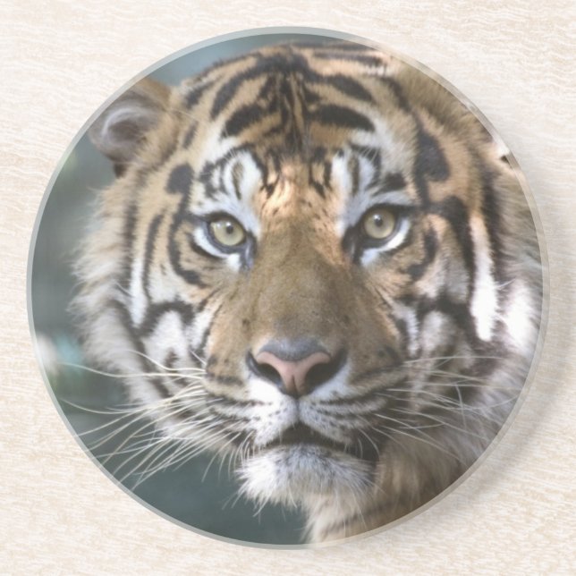 Dessous De Verre En Grès Tigre de Sumatra mâle (Panthera tigris sumatrae) (Devant)