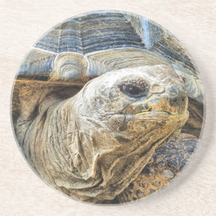 DESSOUS DE VERRE EN GRÈS TORTOISE GÉANT