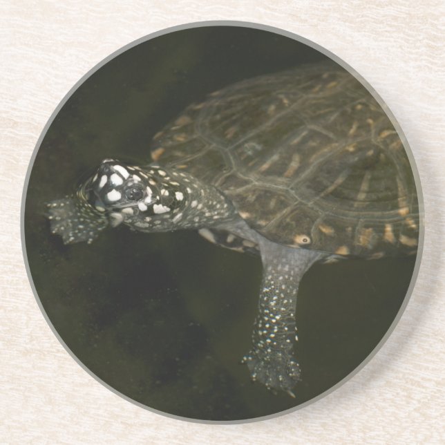 Dessous De Verre En Grès Tortue de natation (Devant)