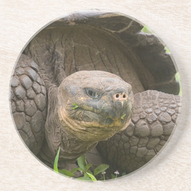 Dessous De Verre En Grès Tortue géante (Devant)