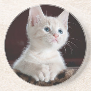Dessous De Verre En Grès Très Mignon Chat Blanc
