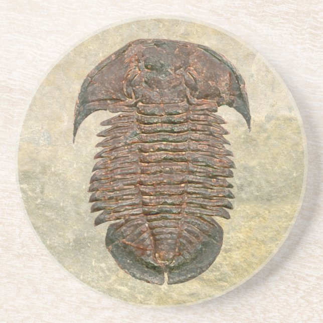 Dessous De Verre En Grès Trilobite fossile de Yuepingia (Devant)