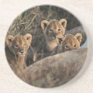 Dessous De Verre En Grès Trio de bébés Lions âgés de six semaines assis