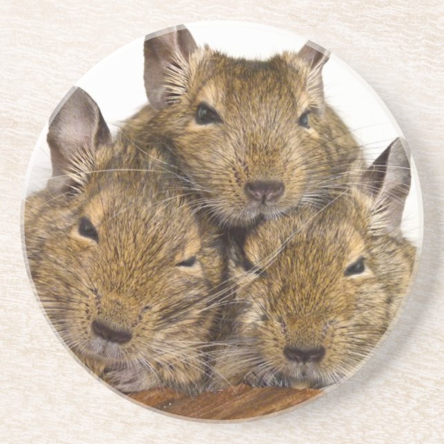 Dessous De Verre En Grès Trio somnolant de Degu (Devant)