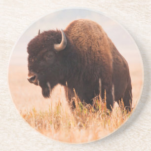 Dessous De Verre En Grès Troupeau de bisons d'Amérique (Bison Bison) à Teto