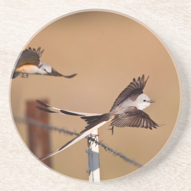 Dessous De Verre En Grès Tyrannus forficatus (Devant)