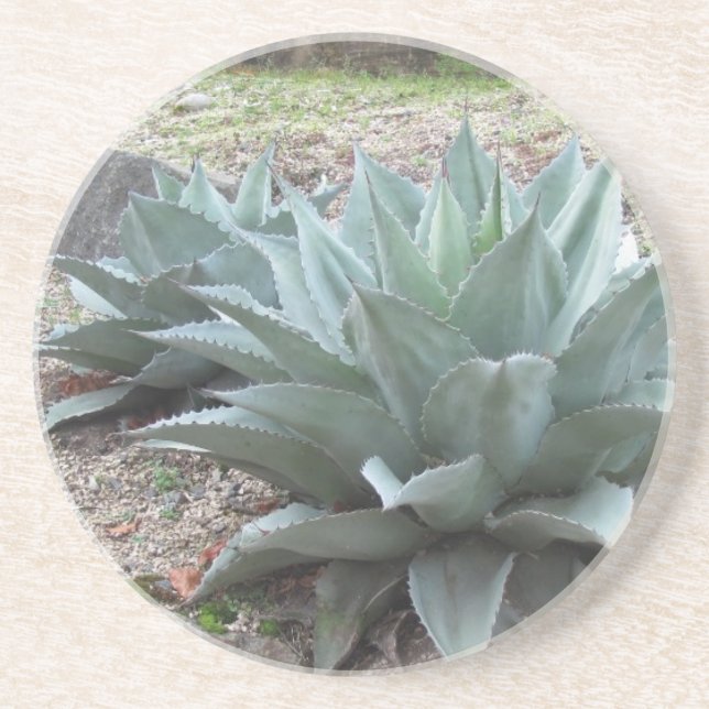 Dessous De Verre En Grès Usines d'agave de désert (Devant)