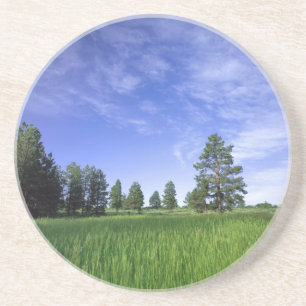 Dessous De Verre En Grès UTAH. ÉTATS-UNIS. Pins ponderosa (Pinus ponderosa)