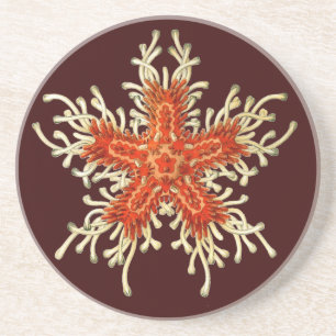 Dessous De Verre En Grès Vintage Ernst Haeckel