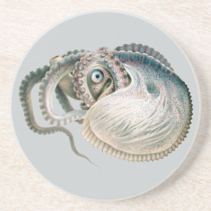 Dessous De Verre En Grès Vintage Octopus Argonaut, Marine Life Animaux
