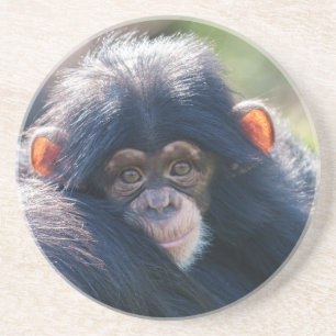 Dessous De Verre En Grès Voyage du bébé chimpanzé