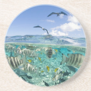 Dessous De Verre En Grès voyage safari dans un lagon mettant en vedette des