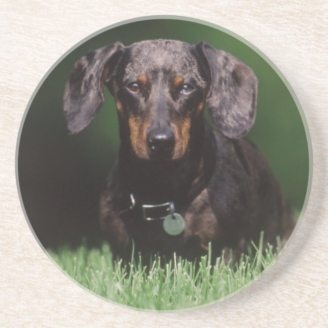 Dessous De Verre En Grès Vue de Dachshund couleur panaché (Devant)