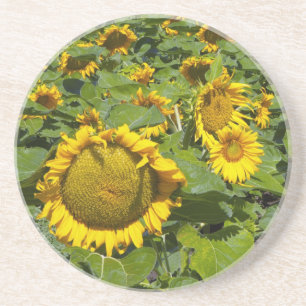 Dessous De Verre En Grès WA, comté de Kittitas, champ de tournesols