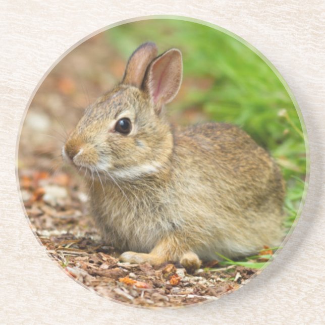 Dessous De Verre En Grès WA, Redmond, lapin bébé à queue blanche (Devant)