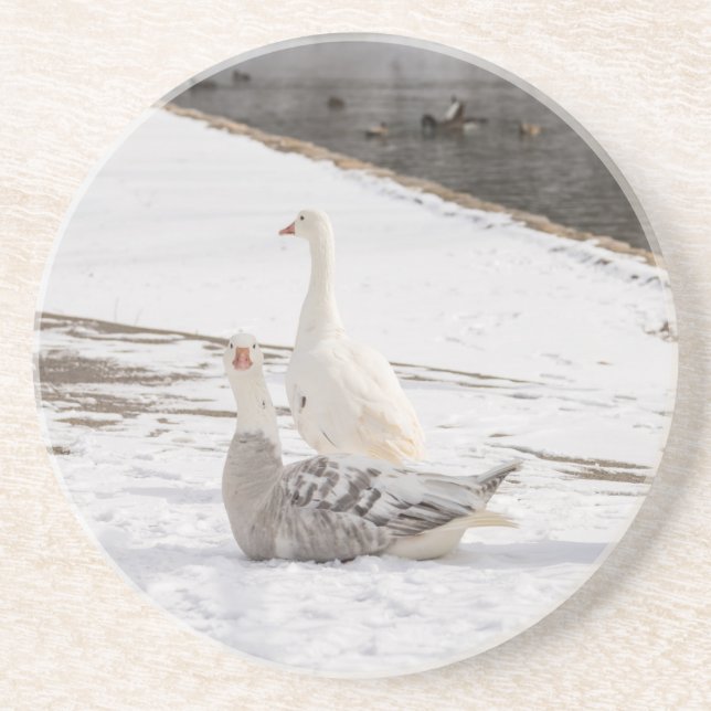 Dessous De Verre En Grès Whats Up Goose (Devant)