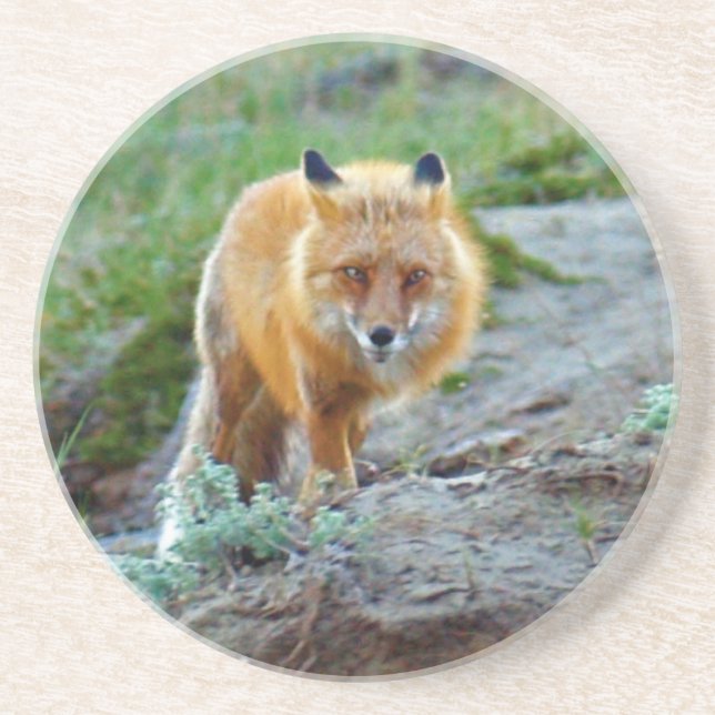 Dessous De Verre En Grès Wild Red Fox Vixen Wildlife Photo Art (Devant)
