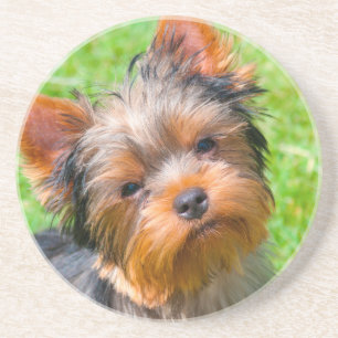 Dessous De Verre En Grès Yorkshire Terrier qui regarde vers le haut