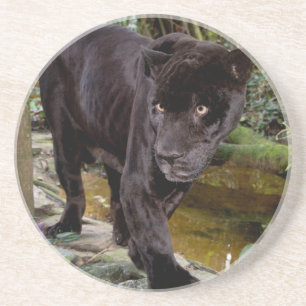 Dessous De Verre En Grès Zoo de la ville de Belize. Panthère noire