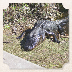 Dessous-de-verre En Papier Alligator se prélassant au bord des zones humides