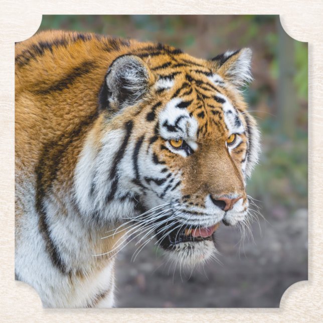 Dessous-de-verre En Papier Amur tiger (Devant)