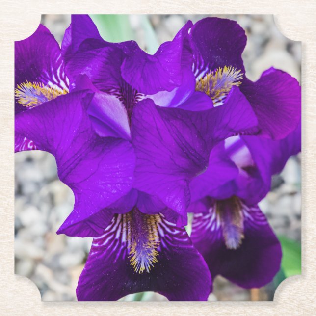 Dessous-de-verre En Papier Belle iris violet (Devant)