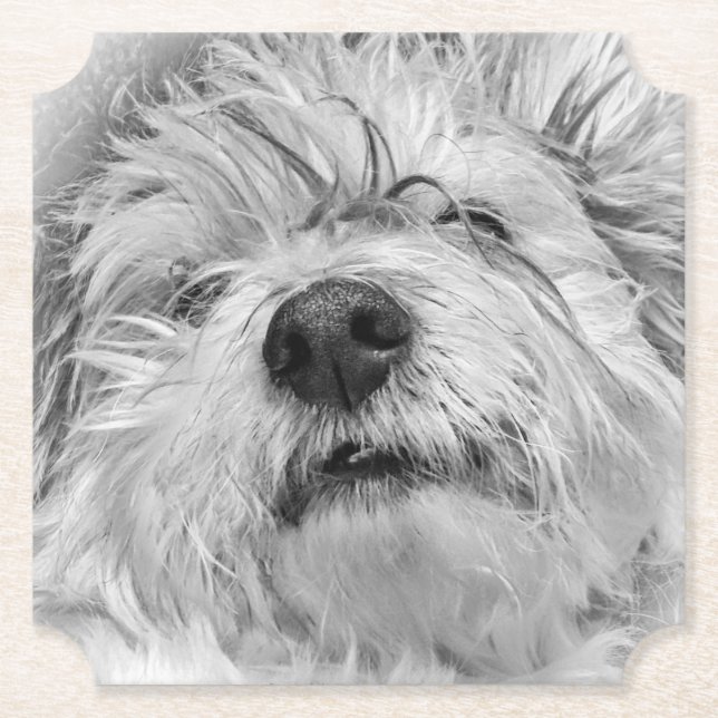 Dessous-de-verre En Papier Chien de Coton de Tulear (Devant)