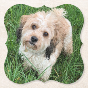Dessous-de-verre En Papier dessous de verre de Cavapoo