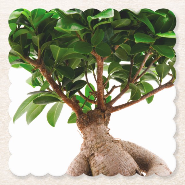 Dessous-de-verre En Papier Ficus Ginseng (Devant)