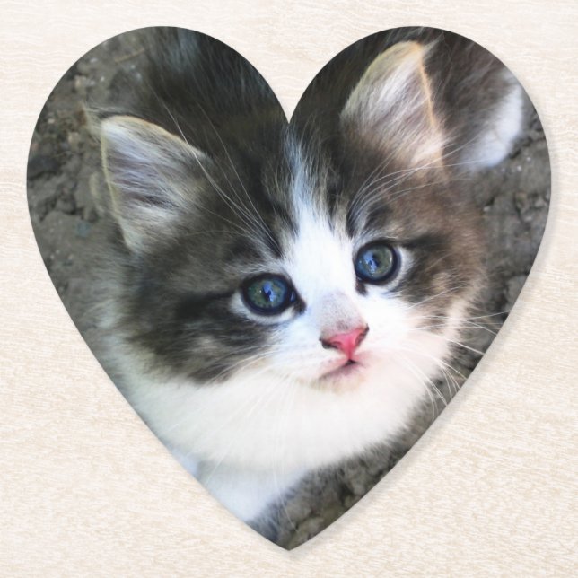Dessous-de-verre En Papier Portrait CUTE Kitten (Devant)