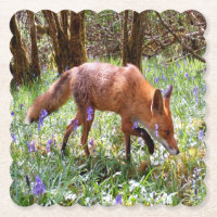Renard roux dans les Jacinthes des bois