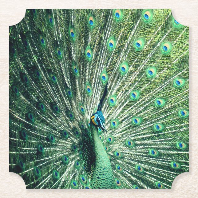 Dessous-de-verre En Papier Strut Peacock (Devant)