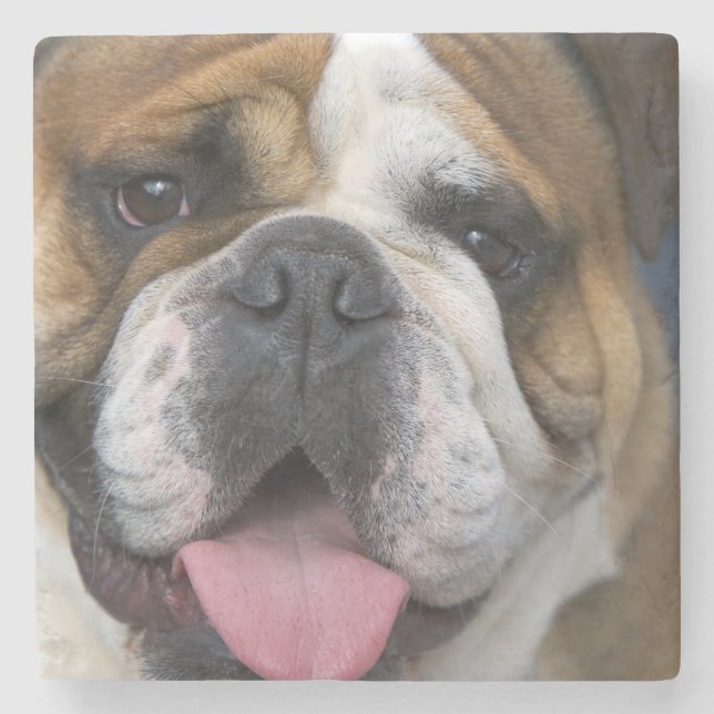 Dessous-de-verre En Pierre A English bulldog en Belgique. (Devant)